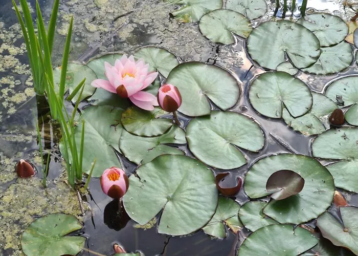 Le Hameau Des Coquelicots
